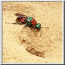 Hedychrum nobile - Sand-Goldwespe 04.jpg